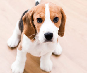 comparateur tarifs assurances chiens pas chères