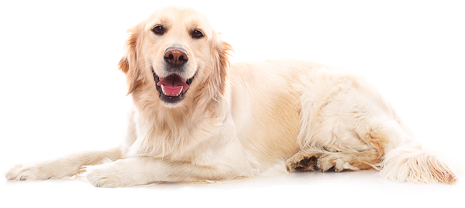 mutuelle santé chien