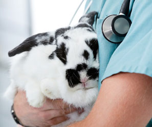 comparateur assurances lapin prix pas chers