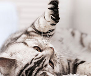 comparateur assurances chats tarifs pas chers